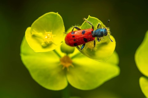 A striking red beetle with black spots, perched on a fresh green flower in a natural setting,