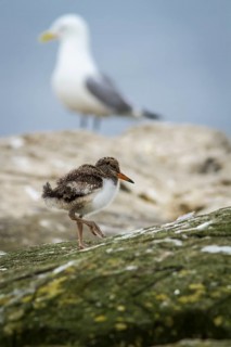 Eurasian Oystercatcher (Haematopus ostralegus) chick, Farne Islands, United Kingdom