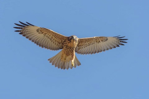 Variable Hawk (Geranoaetus polyosoma) juvenile flying, Santiago Metropolitan, Chile