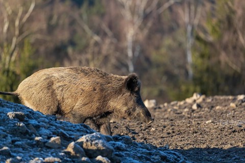 One wild boar or wild pig (Sus scrofa) searching for food on a hoar frosted opening