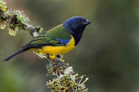 Black-chested Mountain-Tanager (Buthraupis eximia) perched on a branch in the Andes Mountains in