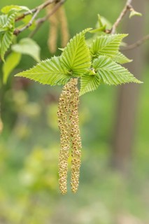 (Betula ermanii 'Mount Zao'), Arboretum calf, Germany