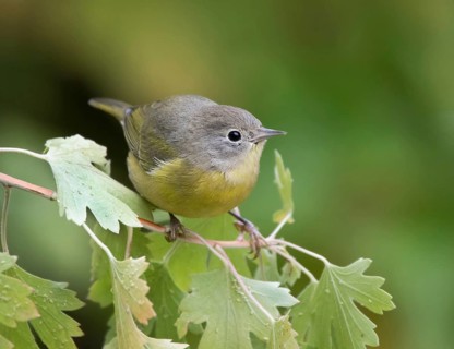Nashville Warbler, Leiothlypis ruficapilla, perched in the fall, in Saskatoon, Saskatchewan