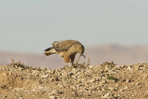 Long-legged Buzzard (Atlas) (Buteo rufinus cirtensis), Morocco