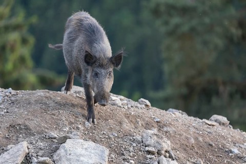 One wild boar or wild pig (Sus scrofa), standing on a hill of debris, with sky in background