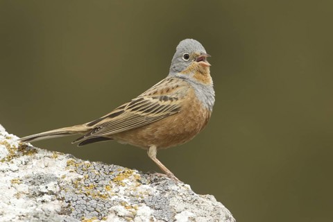 Cretzschmar's Bunting (Emberiza caesia) male singing, Turkey
