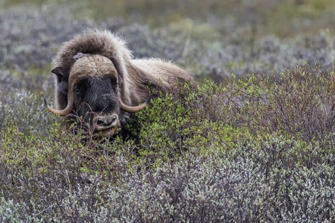 Moschusochse (Ovibos moschatus) muskox