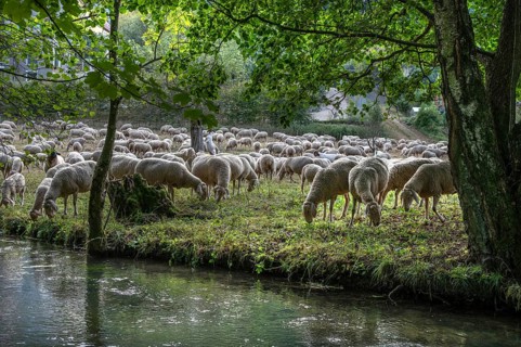 Flock of sheep (Ovis aries) grazing by a river, fenced in pasture, Franconian Switzerland,