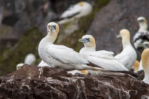 Northern Gannet (Morus bassanus), Bass Rock, Scotland, United Kingdom