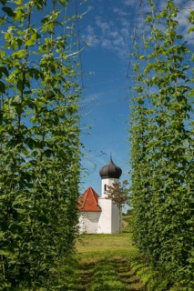 Chapel and hop gardens, hop growing, hop plantation, St George's Chapel, St George's Chapel,