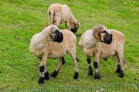 Three Valais Blacknose sheep (Avis Aries) stand on a green meadow on hilly ground