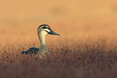 Pacific Black Duck (Anas superciliosa), Victoria, Australia