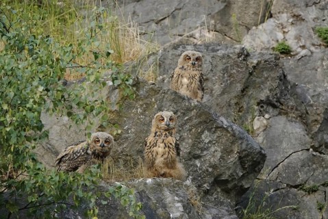 Eurasian Eagle-Owl (Bubo bubo) juvenile, North Rhine-Westphalia, Germany