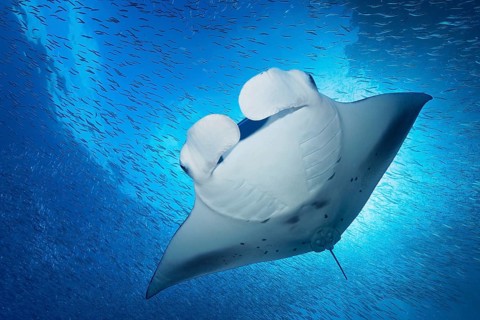 Reef manta ray (Mobula alfredi) from below, with open head flaps, stingray (Dasyatidae), ray, swims