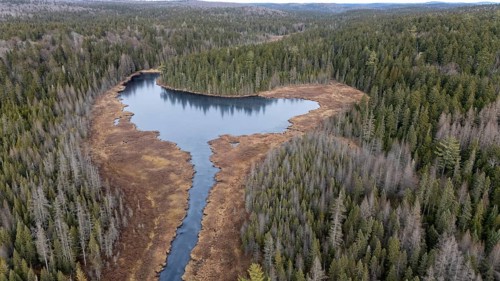 Lake in a swamp area. Region of La Mauricie. Province of Quebec. Canada