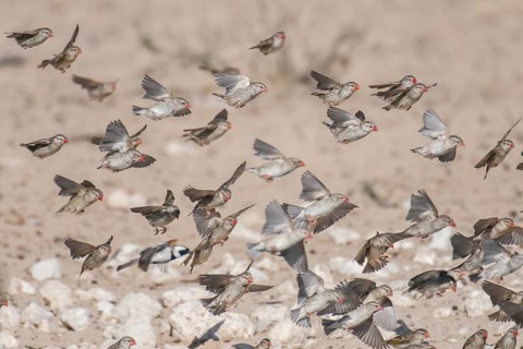 Red-billed Quelea (Quelea quelea) flock flying, Northern Cape, South Africa