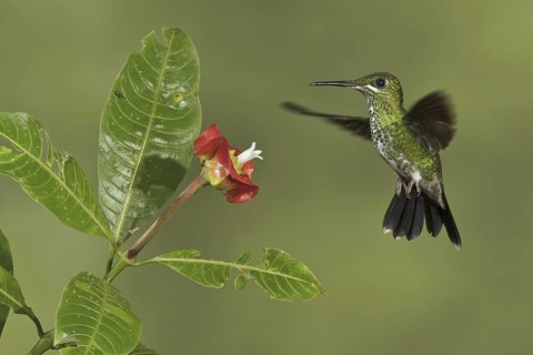 Green-crowned Brilliant (Heliodoxa jacula), Costa Rica