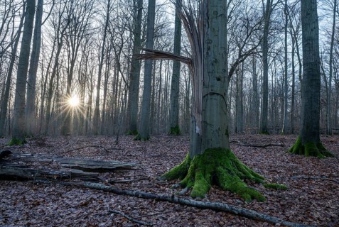 Deciduous forest in winter, backlit with sun star, Thuringia, Germany