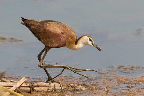 African Jacana (Actophilornis africanus) juvenile foraging, Gambia