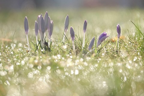 Crocus flower, winter, Germany