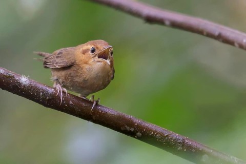 Ochraceous Wren (Troglodytes ochraceous) perched on a branch in Costa Rica
