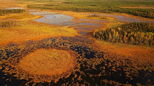 Moor, with forests, autumn, intense colouring, without horizon, drone shot, Lapland, Northern