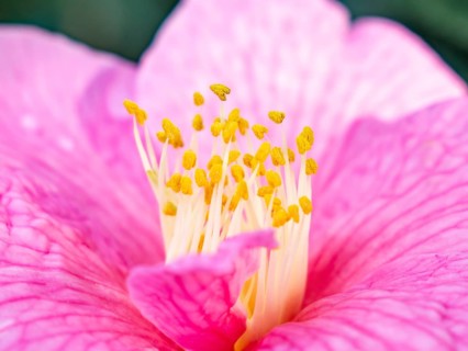 A stunning close up of a vibrant pink hibiscus flower, showcasing its delicate petals and prominent