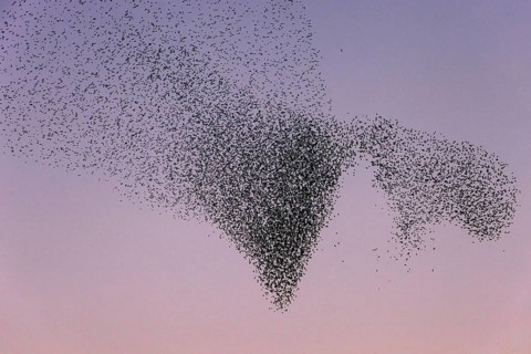 Starenschwarm wird von Greifvogel angegriffen; lat. Sturnus vulgaris