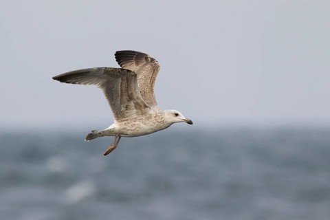 European Herring Gull (Larus argentatus) flying, North Sea, Germany
