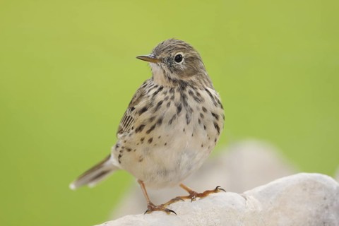Meadow Pipit (Anthus pratensis), Mallorca, Spain