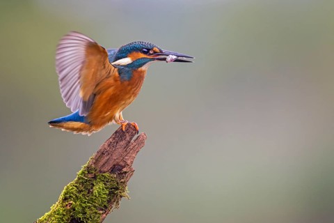Common Kingfisher (Alcedo atthis) male with fish prey in its beak, Saxony-Anhalt, Germany