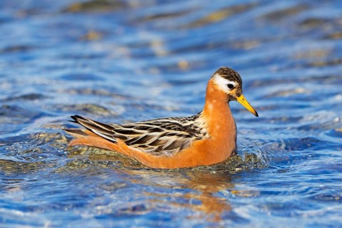 Red phalarope, grey phalarope (Phalaropus fulicarius) male in breeding plumage swimming in pond on
