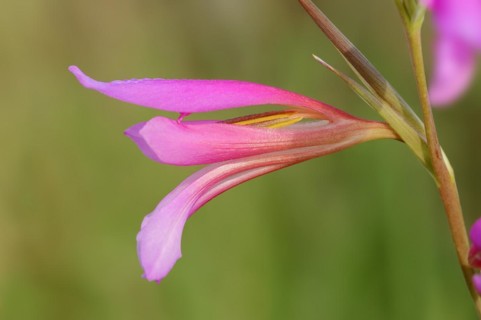 Illyrian gladiolus or wild gladiolus (Gladiolus illyricus), flowers, Camargue, Provence, southern
