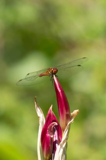 Ruddy darter dragonfly (Sympetrum sanguineum) adult male insect resting on a garden lily flower,