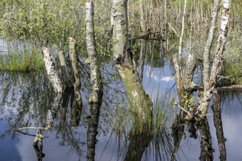 Moorland, rewetting, dead birch trees (Betula pendula), Emsland, Lower Saxony, Germany