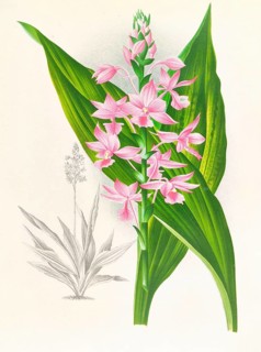 Orchid, Calanthe Masuca, authentic reproduction of an illustration by Jean Jules Linden (1817 -
