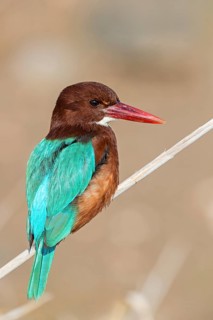 White-throated kingfisher (Halcyon smyrnensis), Israel, Middle East