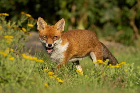 Red fox (Vulpes vulpes) adult wild animal amongst wildflowers in grassland in summer, England,