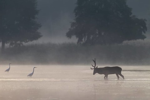 On its way through the water, the red deer (Cervus elaphus) encounters a group of hunting great