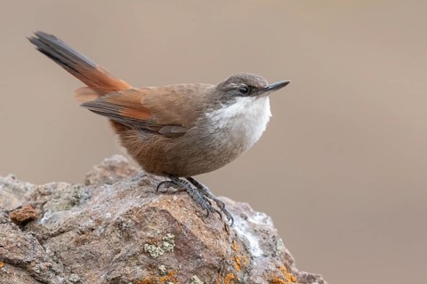 Crag Chilia (Ochetorhynchus melanurus) perched on a rock, Metropolitana, Chile
