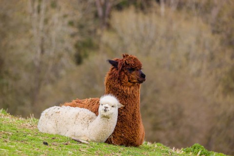 A brown female Alpaca (Vicugna pacos) and its white young rest on a green meadow . A forest is in