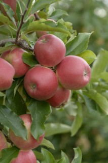 Apple (Malus domestica GALA KING), Bundessortenamt Prüfstelle Wurzen, Wurzen, Saxony, Germany