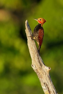 Ringed Woodpecker (Celeus torquatus tinnunculus) perched on a branch in the Amazon of Brazil