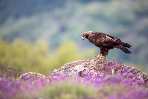 Golden Eagle (Aquila chrysaetos) perched on a rock, Madrid, Spain