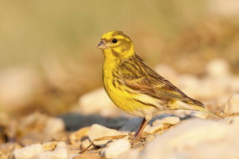 European Serin (Serinus serinus), Croatia