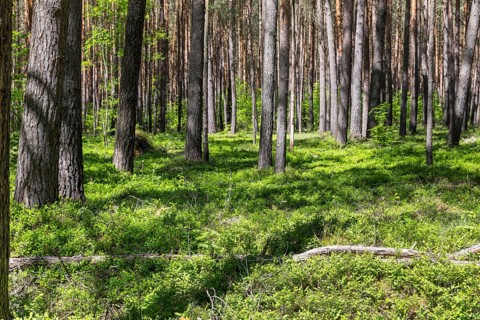 Blueberries (Vaccinium myrtillus) grow in the forest near Schleife, Upper Lusatia, Saxony, Germany