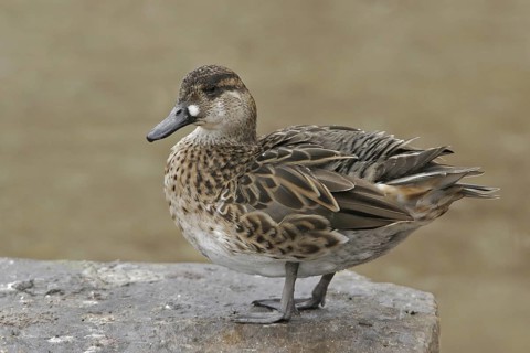 Baikal Teal (Sibirionetta formosa) female, Illinois, USA