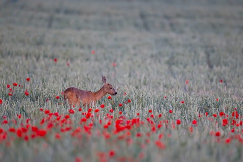 Roe deer (Capreolus capreolus) adult female doe in a farmland cereal crop in the summer with red