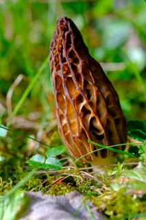 Pointed morel (Morchella conica), mushroom, Upper Bavaria, Bavaria, Germany