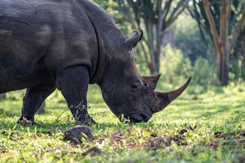 Southern white rhinoceros (Ceratotherium simum simum), Ziwa Rhino Sanctuary, Uganda
